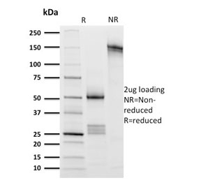 SDS-PAGE analysis of purified, BSA-free highly published CD8a antibody clone UCHT4 as confirmation of integrity and purity.