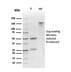 SDS-PAGE analysis of purified, BSA-free CD19 antibody (clone CD19/3116) as confirmation of integrity and purity.