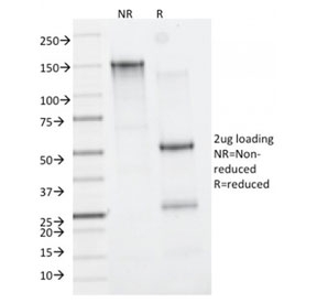 SDS-PAGE analysis of purified, BSA-free CD163 antibody (clone M130/2162) as confirmation of integrity and purity.