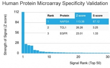 Napsin A Antibody Protein Microarray Validation. Analysis of Napsin A (NAPSA) specificity using a human protein microarray containing more than 19,000 full-length human proteins demonstrates strong and selective binding of clone NAPSA/3309 to its intended target, with NAPSA ranked as the top hit by signal intensity. The Z-score reflects the strength of binding relative to the array-wide mean signal, expressed as standard deviations above background, while the S-score represents the difference in Z-scores between the top-ranked target and the next highest protein, indicating relative specificity. The high Z- and S-scores observed for NAPSA support selective target recognition with minimal cross-reactivity across the proteome-scale panel.