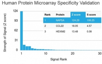 Napsin A Antibody HuProt Microarray Validation. Analysis of Napsin A (NAPSA) specificity using a HuProt microarray containing more than 19,000 full-length human proteins demonstrates highly selective binding of clone NAPSA/3306 to its intended target, with NAPSA ranked as the top signal by Z-score. The Z-score reflects binding strength relative to the array-wide mean signal, expressed as standard deviations above background, while the S-score represents the difference between the top-ranked target and the next highest signal, indicating relative specificity. The high Z- and S-scores observed for NAPSA support proteome-wide specificity with minimal cross-reactivity across a large panel of human proteins.