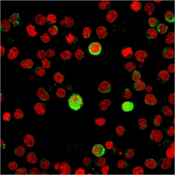 Immunofluorescent staining of human Jurkat cells with CD40L antibody (green, clone CD40LG/2763) and Reddot nuclear stain (red). 