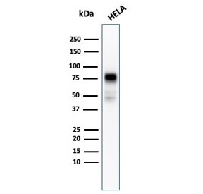 CD44 Antibody Human Cell Line WB. Western blot analysis of CD44 / CD44 antigen expression in human HeLa cell lysate using recombinant mouse monoclonal antibody clone rHCAM/918. A band is detected at approximately 75-85 kDa, consistent with the predicted molecular weight of CD44 (CD44 / CD44 antigen). CD44 is a glycosylated transmembrane protein, and the observed band reflects the core protein with minor variation due to glycosylation of the extracellular domain.