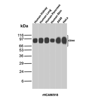 CD44 Antibody Human Tissue WB. Western blot analysis of CD44 / CD44 antigen expression in human tissue lysates using recombinant mouse monoclonal antibody clone rHCAM/918. Lanes include human kidney, lung, pancreas, skin, and cultured cell lines. Bands are detected at approximately 80-95 kDa, consistent with the predicted molecular weight of CD44, with variation in intensity reflecting tissue-dependent expression levels and glycosylation status.