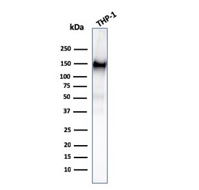 Western blot testing of human ThP-1 cell lysate with CD31 antibody. Expected molecular weight: 83-130 kDa depending on level of glycosylation.