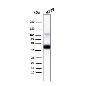 Cytokeratin 20 Antibody Mouse Monoclonal KRT20/3145. Western blot analysis of human HT-29 cell lysate using Cytokeratin 20 Antibody Mouse Monoclonal KRT20/3145. Lane 1: human HT-29 cell lysate. A band is detected at approximately 46 kDa, consistent with the predicted molecular weight of Keratin 20 / Cytokeratin 20 (KRT20), an epithelial intermediate filament protein commonly expressed in gastrointestinal epithelial cells such as HT-29 colorectal adenocarcinoma cells.