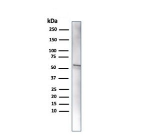 Western blot testing of HA-tagged recombinant protein with HA Tag antibody (clone 16.43).