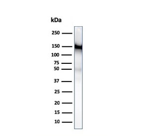 Western blot testing of human ThP1 cell lysate with CD31 antibody (clone PECAM1/3529). Expected molecular weight: 83-130 kDa depending on level of glycosylation.