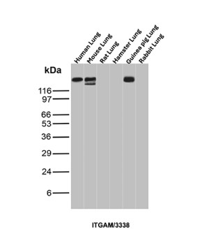 CD11b Antibody ITGAM/3338 in Lung Tissue Lysates by WB. Western blot of lung tissue lysates from human, mouse, rat, hamster, guinea pig, and rabbit probed with CD11b Antibody ITGAM/3338. Prominent bands in the expected high-molecular-weight region are visible in the human, mouse, and guinea pig lanes; corresponding bands are not evident in the rat, hamster, or rabbit lanes in this image. The band positions are broadly consistent with glycosylated ITGAM detected by this monoclonal antibody.