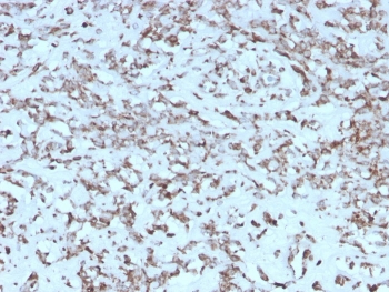 IHC staining of FFPE human liver with recombinant Cytochrome C antibody (clone rCYCS/1010). HIER: boil tissue sections in pH 9 10mM Tris with 1mM EDTA for 20 min and allow to cool before testing.