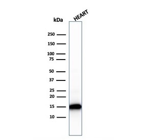 Western blot testing of human heart lysate with recombinant Cytochrome C antibody (clone rCYCS/1010). Predicted molecular weight: 12-14 kDa.