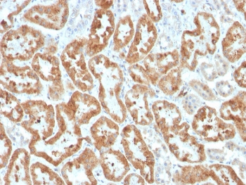 IHC staining of FFPE human kidney with recombinant COX-2 antibody (clone COX2/3320R). HIER: boil tissue sections in pH 9 10mM Tris with 1mM EDTA for 20 min and allow to cool before testing.