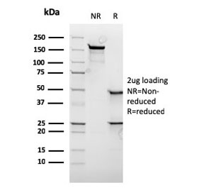 SDS-PAGE analysis of purified, BSA-free recombinant c-Myc antibody as confirmation of integrity and purity.