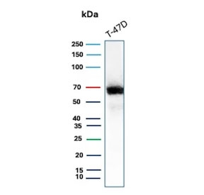 Western blot testing of human T-47D cell lysate with Estrogen Receptor alpha antibody (clone ESR1/3564). Predicted molecular weight ~67 kDa.