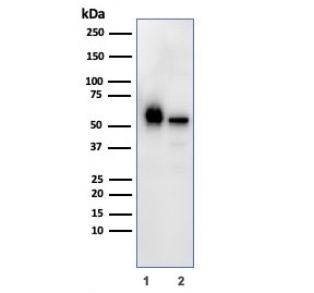 PAI-RBP1 Antibody WB. Western blot analysis of human 1) K562 and 2) PC-3 cell lysates using PAI-RBP1 Antibody detects bands migrating between approximately 45-60 kDa, consistent with the predicted molecular weight of PAI-RBP1 / SERBP1 and known variability in migration associated with post-translational modification and RNA-binding protein-associated electrophoretic behavior. This SERPINE1 RNA binding protein antibody highlights expression of post-transcriptional regulatory signaling pathways in hematologic and epithelial-derived tumor cell lines.