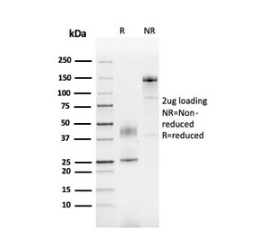SDS-PAGE analysis of purified, BSA-free PAI-RBP1 antibody as confirmation of integrity and purity.
