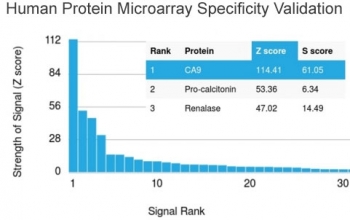 Analysis of HuProt(TM) microarray containing more than 19,000 full-length human proteins using Carbonic Anhydrase IX antibody (clone CA9/3405). These results demonstrate the foremost specificity of the CA9/3405 mAb. Z- and S- score: The Z-score represents the strength of a signal that an antibody (in combination with a fluorescently-tagged anti-IgG secondary Ab) produces when binding to a particular protein on the HuProt(TM) array. Z-scores are described in units of standard deviations (SD's) above the mean value of all signals generated on that array. If the targets on the HuProt(TM) are arranged in descending order of the Z-score, the S-score is the difference (also in units of SD's) between the Z-scores. The S-score therefore represents the relative target specificity of an Ab to its intended target.