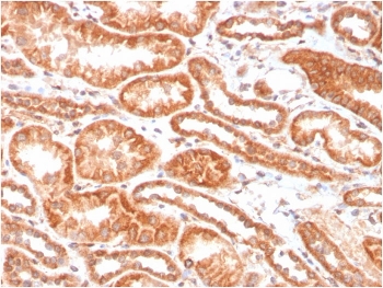 IHC staining of FFPE human kidney with CA9 antibody. HIER: boil tissue sections in pH 9 10mM Tris with 1mM EDTA for 20 min and allow to cool before testing.