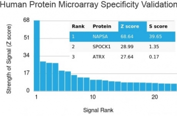 Napsin A Antibody Protein Microarray Validation. Analysis of Napsin A (NAPSA) specificity using a human protein microarray containing more than 19,000 full-length human proteins demonstrates selective binding of clone NAPSA/3307 to its intended target, with NAPSA ranked as the top signal by Z-score. The Z-score reflects binding strength relative to the array-wide mean signal, expressed as standard deviations above background, while the S-score represents the difference between the top-ranked target and the next highest signal, indicating relative specificity. The observed Z- and S-scores support strong target recognition of Napsin A with limited cross-reactivity across a proteome-scale panel.
