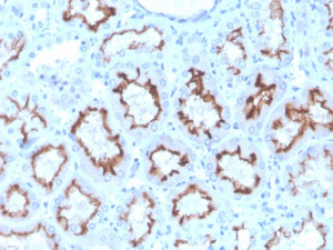 Interferon gamma Antibody rIFNG/4467 Staining of Human Kidney IHC. Immunohistochemistry of FFPE human kidney tissue using Interferon gamma Antibody, clone rIFNG/4467. HIER was performed by boiling tissue sections in pH 9 10 mM Tris with 1 mM EDTA for 20 min followed by cooling before staining. Brown immunoreactivity is visible within cells of the kidney section, demonstrating detection of Type II Interferon under the tested conditions.