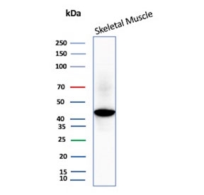 Creatine Kinase M Antibody Skeletal Muscle WB. Western blot analysis of human skeletal muscle tissue lysate using Creatine Kinase M antibody. The mouse monoclonal antibody clone CKMM/3341 detects a band at approximately 43 kDa, consistent with the predicted molecular weight of Creatine kinase M / CKM. Strong signal in skeletal muscle reflects the high ATP demand of contractile tissue, supporting its role as a muscle energy metabolism marker.