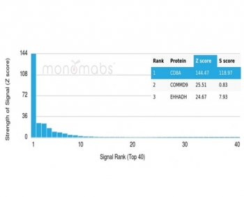 CD8A Antibody Specificity Validation. Human protein microarray specificity analysis of CD8 alpha (CD8A) using a panel of more than 19,000 full-length human proteins demonstrates a dominant top-ranked signal for CD8A with strong separation from lower-ranking proteins, supporting high specificity and minimal off-target binding of the CD8/4391R monoclonal antibody. The signal distribution confirms selective target recognition consistent with specificity-focused validation (clone CD8/4391R). Z-score represents signal strength in standard deviations above the array mean, while S-score reflects the difference between ranked signals and indicates relative target specificity.