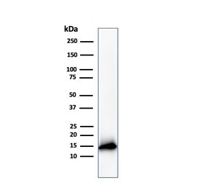 Cystatin A Antibody ThP-1 WB. Western blot analysis of Cystatin A / CSTA in human ThP-1 cell lysate using mouse monoclonal Cystatin A antibody, clone CSTA/3553. A band is detected at approximately 11 kDa, consistent with the predicted molecular weight of CSTA, supporting detection of this intracellular cysteine protease inhibitor in monocyte-derived cells.
