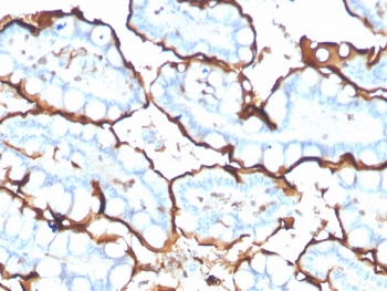 IHC staining of FFPE human small intestine with ACE antibody. HIER: boil tissue sections in pH 9 10mM Tris with 1mM EDTA for 20 min and allow to cool before testing.