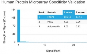 FABP1 Antibody Protein Microarray Validation. Human protein microarray specificity analysis of FABP1 antibody clone FABP1/3487 was performed using the HuProt(TM) array containing more than 19,000 full-length human proteins. Clone FABP1/3487 shows strongest reactivity with FABP1, producing a Z-score of 146.19 and an S-score of 142.1, with clear separation from lower-ranking proteins including MLKL and Adiponectin. These findings support the high specificity of this fatty acid transport and lipid metabolism-associated protein antibody for Liver fatty acid-binding protein / FABP1.