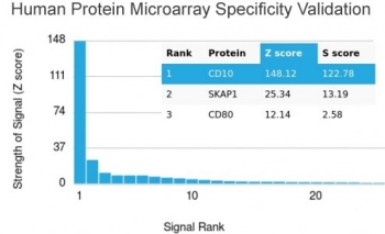 Analysis of HuProt(TM) microarray containing more than 19,000 full-length human proteins using CD10 antibody. These results demonstrate the foremost specificity of the MME/4232 mAb. Z- and S- score: The Z-score represents the strength of a signal that an antibody (in combination with a fluorescently-tagged anti-IgG secondary Ab) produces when binding to a particular protein on the HuProt(TM) array. Z-scores are described in units of standard deviations (SD's) above the mean value of all signals generated on that array. If the targets on the HuProt(TM) are arranged in descending order of the Z-score, the S-score is the difference (also in units of SD's) between the Z-scores. The S-score therefore represents the relative target specificity of an Ab to its intended target.
