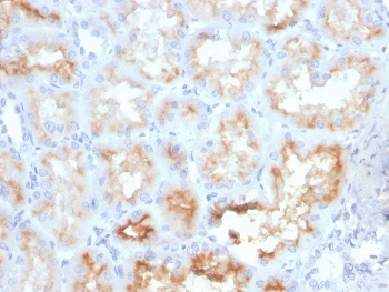 IHC staining of FFPE human kidney with CD10 antibody (clone MME/4233). HIER: boil tissue sections in pH 9 10mM Tris with 1mM EDTA for 20 min and allow to cool before testing.