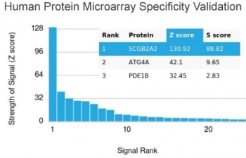 Mammaglobin Antibody - Microarray Specificity Validation (clone MGB/4057R) protein microarray analysis. Analysis of a HuProt(TM) microarray containing more than 19,000 full-length human proteins was performed using Mammaglobin Antibody - Microarray Specificity Validation (clone MGB/4057R). The strongest binding signal corresponds to SCGB2A2 (Mammaglobin A), which ranks first on the array, demonstrating high specificity of the MGB/4057R recombinant rabbit monoclonal antibody for its intended target. Z- and S-scores quantify antibody binding strength and specificity. The Z-score represents the signal intensity generated when the antibody, together with a fluorescently labeled anti-IgG secondary antibody, binds to a protein on the array and is expressed as standard deviations above the mean signal of the array. When proteins are ordered by descending Z-score, the S-score represents the difference between adjacent Z-scores and therefore reflects the relative specificity of the antibody for its intended antigen.