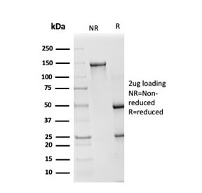 SDS-PAGE analysis of purified, BSA-free SOD1 antibody as confirmation of integrity and purity.