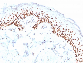 deltaNp63 Antibody Clone ZR8. Immunohistochemistry analysis of Tumor protein p40 (TP63) in FFPE human skin using deltaNp63 Antibody Clone ZR8 demonstrates strong HRP-DAB brown nuclear staining in basal keratinocytes along the epidermal layer, with suprabasal cells showing reduced or absent staining. The nuclear-restricted pattern highlights the basal cell compartment and aligns with the known distribution of deltaNp63 in stratified squamous epithelium. Staining is crisp with minimal background, allowing clear delineation of epithelial layering and cellular organization. Heat-induced epitope retrieval was performed by boiling tissue sections in pH 9 10mM Tris with 1mM EDTA for 20 minutes followed by cooling prior to antibody incubation.