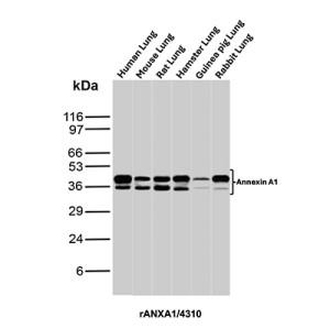 Recombinant Annexin A1 Antibody Multi-Species Lung Tissue WB. Western blot analysis of human, mouse, rat, hamster, guinea pig and rabbit lung tissue lysates using Recombinant Annexin A1 Antibody (clone rANXA1/4310). Annexin A1 is detected across the species tested, demonstrating recognition of the target in a broad range of mammalian lung tissues.