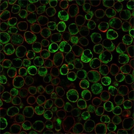 Immunofluorescent staining of PFA-fixed human Raji cells with recombinant dsDNA antibody (clone rDSD/4565, green) and Phalloidin (red).