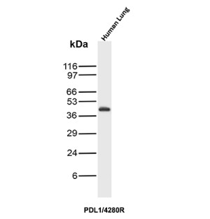 Recombinant PD-L1 Antibody in Human Lung WB. Western blot testing of Recombinant PD-L1 Antibody in human lung tissue lysate. A prominent band is observed at approximately 45 kDa, above the predicted molecular weight of ~33 kDa for unmodified PD-L1/CD274. This higher apparent molecular weight is consistent with the extensive N-linked glycosylation of mature PD-L1, which commonly produces a glycosylated protein migrating at approximately 45-55 kDa. This Recombinant PD-L1 Antibody demonstrates detection of the mature glycosylated form of PD-L1 in human lung tissue.