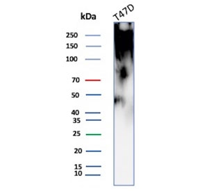Western blot testing of human T-47D cell lysate with MUC1 antibody (clone rMUC1/4418). This glycoprotein is commonly visualized between 120~500 kDa.