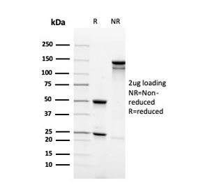 SDS-PAGE analysis of purified, BSA-free Synaptophysin Antibody Recombinant Mouse MAb Clone rSYP/4654 as confirmation of integrity and purity.