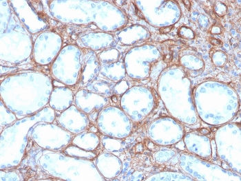 IHC staining of FFPE human kidney with COL4A antibody recombinant mouse mAb. HIER: boil tissue sections in pH 9 10mM Tris with 1mM EDTA for 20 min and allow to cool before testing.
