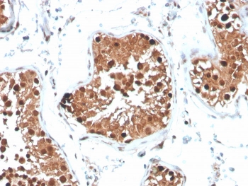 Inhibin alpha Antibody Mouse Monoclonal INHA/4265 IHC staining of human testis. Immunohistochemistry analysis of FFPE human testis tissue using Inhibin alpha Antibody Mouse Monoclonal INHA/4265 shows HRP-DAB brown cytoplasmic staining in cells within seminiferous tubules, consistent with Inhibin subunit alpha (INHA) expression in Sertoli cell populations, while surrounding stromal elements remain largely negative. HIER: tissue sections were boiled in pH 9 10mM Tris with 1mM EDTA for 20 minutes and allowed to cool before testing.