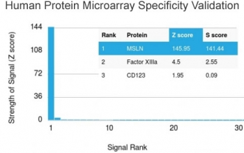 Mesothelin Antibody Microarray Specificity Validation. Analysis of a HuProt(TM) human protein microarray containing more than 19,000 full-length human proteins using clone MSLN/3385 demonstrates highly selective binding to mesothelin (MSLN). The antibody shows a dominant signal for MSLN with a strong Z-score and clear separation from all other proteins, indicating exceptional specificity and minimal off-target reactivity.<BR>The Z-score reflects the signal intensity for each protein relative to the overall array, expressed as standard deviations above the mean. The S-score represents the difference between adjacent ranked Z-scores and provides a measure of target specificity. The large separation between MSLN and secondary targets supports high-confidence identification of mesothelin in complex biological samples.