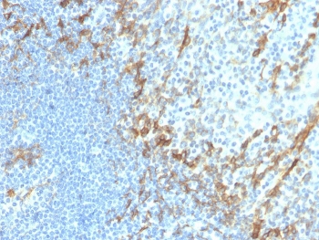 IHC staining of FFPE human tonsil with recombinant Podoplanin antibody (clone PDPN/4009R). HIER: boil tissue sections in pH 9 10mM Tris with 1mM EDTA for 20 min and allow to cool before testing.