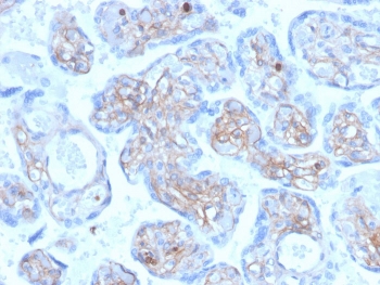 Immunohistochemistry of Periostin antibody for IHC in human placenta. Formalin-fixed, paraffin-embedded human placenta was stained with mouse monoclonal Periostin antibody (clone POSTN/3501) following heat-induced epitope retrieval by boiling in pH 9 10 mM Tris with 1 mM EDTA for 20 minutes and cooling prior to testing. HRP-DAB brown chromogenic signal is observed predominantly in stromal and extracellular matrix regions within chorionic villi, consistent with the secreted and matrix-associated localization of Periostin, while trophoblastic nuclei remain largely negative.