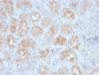 IHC staining of FFPE human kidney with FGF23 antibody. HIER: boil tissue sections in pH 9 10mM Tris with 1mM EDTA for 20 min and allow to cool before testing.
