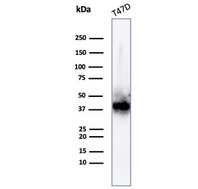 Western blot testing of human T-47D cell lysate with FGF23 antibody. Predicted molecular weight: 28-32 kDa.