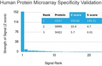 CD27 Antibody Microarray Validation. Protein microarray specificity analysis of CD27 / TNFRSF7 using Protein Microarray Specificity Validated CD27 Antibody clone LPFS2/4177 on a HuProt array containing more than 19,000 full-length human proteins. CD27 shows the highest signal intensity with a Z-score of 155.61 and S-score of 145.21, indicating highly selective binding relative to all other proteins on the array. The Z-score reflects signal strength above the array mean, while the S-score represents the separation between the top-ranked target and the next highest signal, supporting strong target specificity and minimal cross-reactivity.