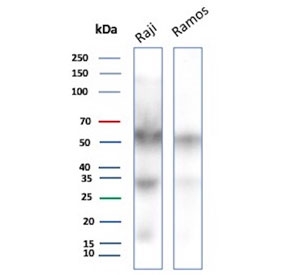 Western blot testing of human Raji and Ramos cell lysate with CD27 antibody. Predicted molecular weight ~29 kDa but may be observed at higher molecular weights due to glycosylation.