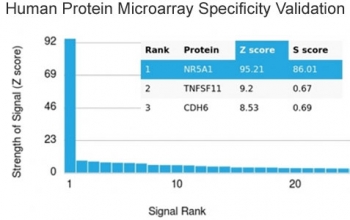 SF-1 Antibody Protein Microarray Validation. Analysis of HuProt(TM) microarray containing more than 19,000 full-length human proteins using SF-1 Antibody demonstrates highly selective recognition of steroidogenic factor 1 / NR5A1 with strong separation from non-target proteins across the tested human proteome. This steroidogenic transcription factor antibody showed the highest signal intensity for NR5A1, supporting the foremost specificity of clone NR5A1/3397 in large-scale protein microarray validation studies. In HuProt(TM) analysis, the Z-score represents the strength of antibody binding signal relative to the overall array mean, while the S-score reflects target specificity relative to the next highest ranked protein signal. Elevated S-score separation supports preferential target recognition and reduced off-target reactivity in complex proteomic environments.