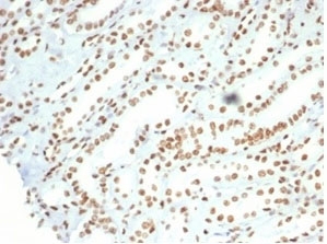 IHC staining of FFPE human kidney tissue with Nucleolin antibody (clone NCL/7014R). HIER: boil tissue sections in pH 9 10mM Tris with 1mM EDTA for 20 min and allow to cool before testing.